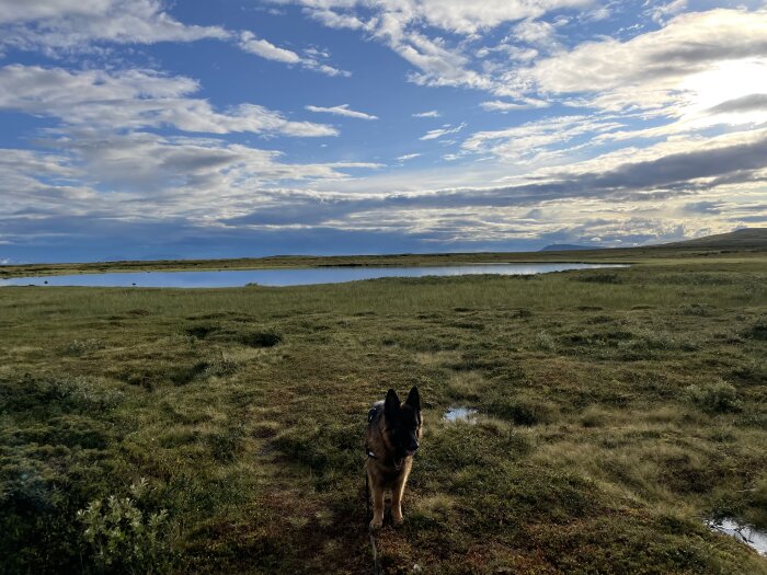 Hund i öppet landskap, sjö, moln, blå himmel, fält, natur, dagtid.
