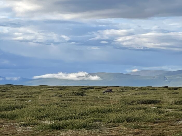 Öppet landskap, molnig himmel, fjäll i bakgrunden, ensam ren betar.