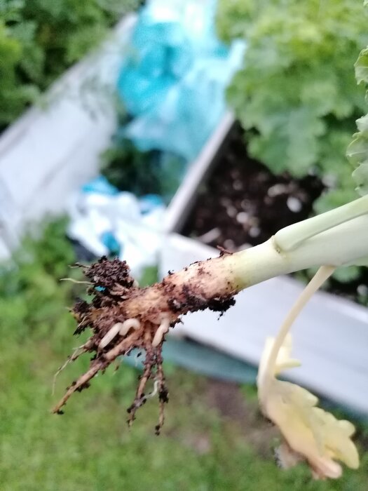 En närbild av en nyligen uppgrävd planta med jord på rötterna, oskarp grönska och högbädd i bakgrunden.