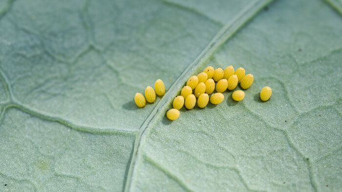 Gula äggliknande objekt på ett grönt blad, natur, makrofotografi, potential för insektsutveckling.