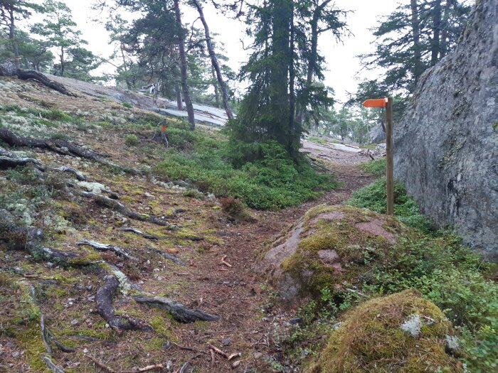 Skogig stig, mossbelupna stenar, träd, orange markeringar, vandringsled, mulen dag.