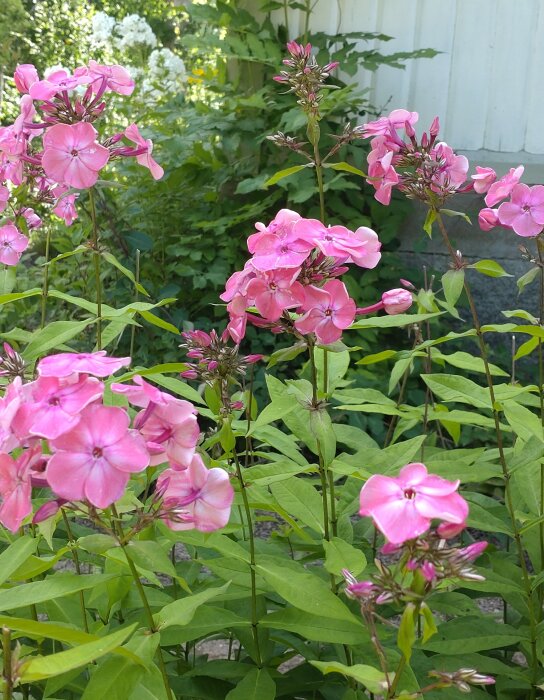 Rosa blommor, gröna blad, sommar, trädgård, natur, dagtid, ingen person synlig, blomblad, blomstjälkar.