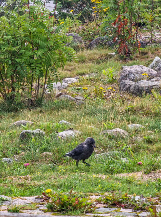 En kråka utforskar ett stenigt gräsområde med buskar och blommor. Natur, dagtid, utomhus, ensam fågel.