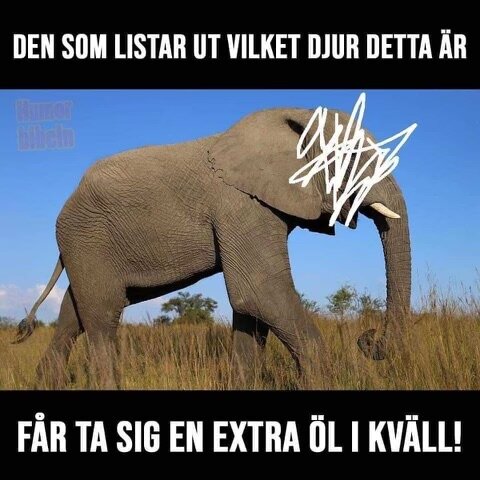 En elefant står på en savann, text skämtsamt utmanar betraktaren att identifiera djuret med löfte om belöning.