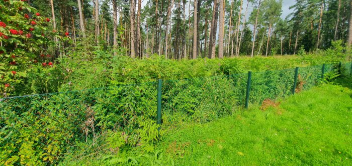 Grönt staket, röda bärbuskar, skog, grönska, sommardag, ingen himmel synlig, natur, äng, avgränsning, soligt.