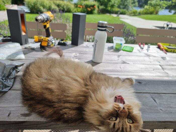 Långhårig katt ligger upp och ner på träbord utomhus med verktyg och vattenflaska i bakgrunden.