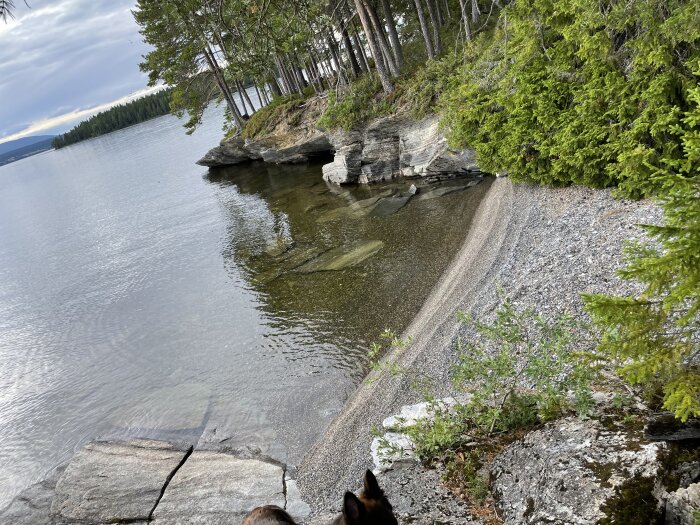 En sjöstrand med klippor och barrträd, molnig himmel, och en del av en hund.