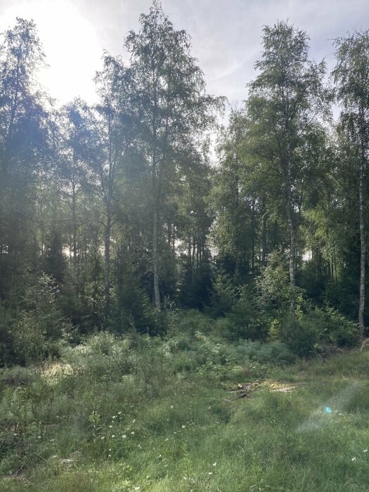 Skogsmark med björkar, grönt gräs, soligt ljus, natur, fridfullt, viltvuxet, sommardag.