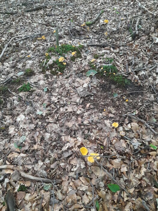 Skogsmark täckt med höstlöv, gula vårblommor sticker upp. Naturlig skönhet med början på våren.