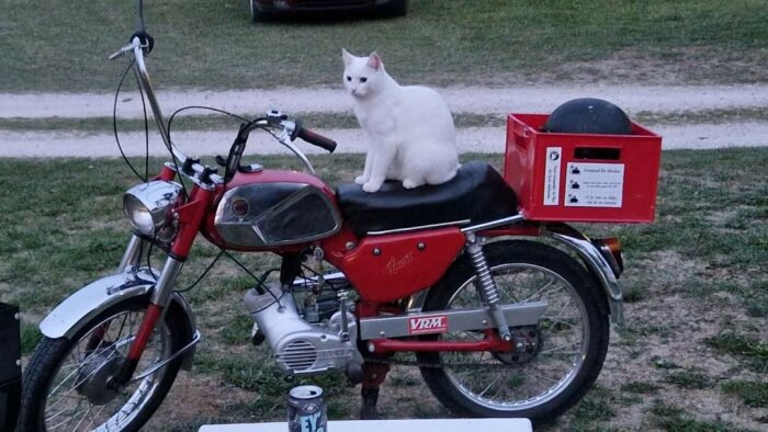 Vit katt sitter på röd veteranmotorcykel med leveranslåda, gräs i bakgrunden.