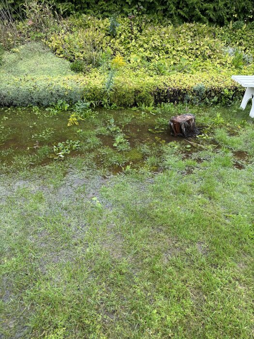 Översvämmad trädgård med vatten, grönska, trädstubbe och en vit trädgårdsbänk.