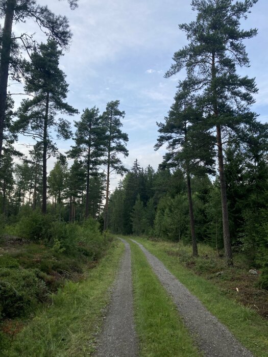 En grusväg leder genom en skog med höga barrträd mot en molnig himmel.