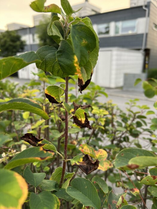 Plant med fläckiga blad, förgrund, modern byggnad och suddig himmel, bakgrund.