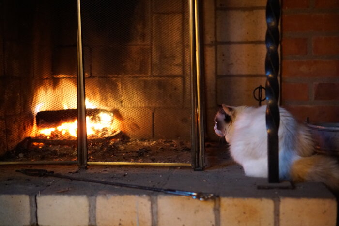 Katt vid öppen spis, betraktar lågor, inomhus, mysigt, värmande brasa, avslappnad stämning, hemtrevligt.