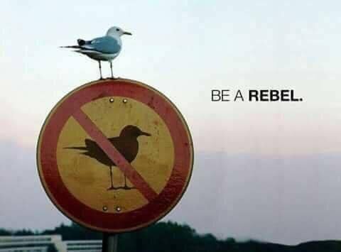 En mås sitter på skylt med "ingen fåglar tillåtn"-symbol, texten "BE A REBEL" nedanför, ironisk humor.