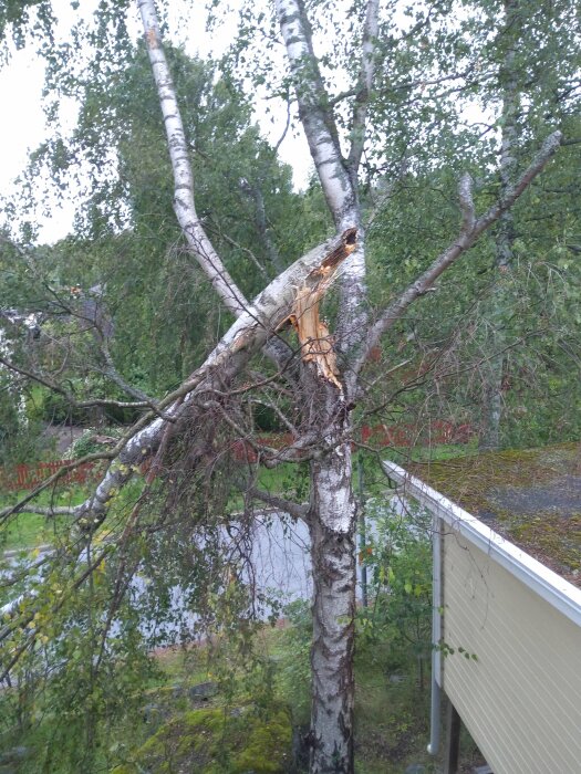 Björk med avbruten gren nära byggnad, grön vegetation och övergivet område. Stormskada eller svag gren.