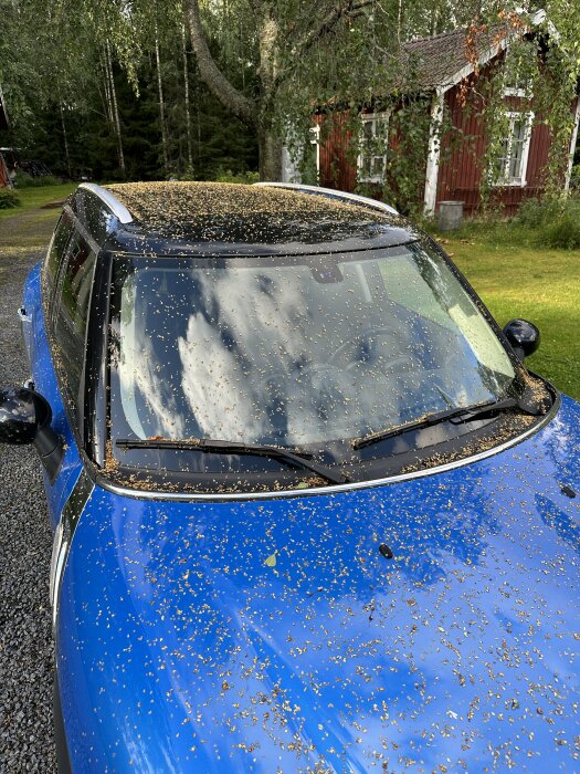 Blå bil täckt av ljusbruna löv/frön, parkerad utomhus framför röd stuga och grönska.