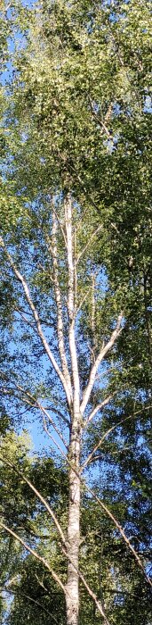 Högt träd med ljus bark och gröna löv mot klarblå himmel.
