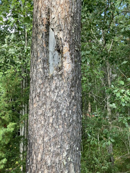 Ett träd med grövre bark, en skada och gröna blad i bakgrunden.