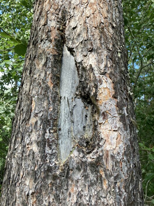 Ett träd med skadad bark och exponerad insida, möjlig sjukdom eller skada, omgiven av grönska.