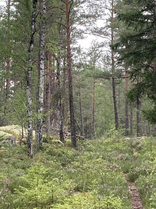 Lummig skog med granar, björkar, stig, gröna växter och mossa, natur, dagtid, stilla, orört landskap.