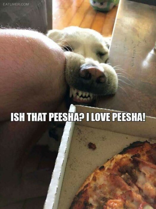 Hund tuggar på en arm, pizza syns, humoristisk text om "peeshal".