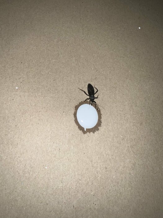 En myra bär på en genomskinlig, vit kapsel på en enfärgad yta.