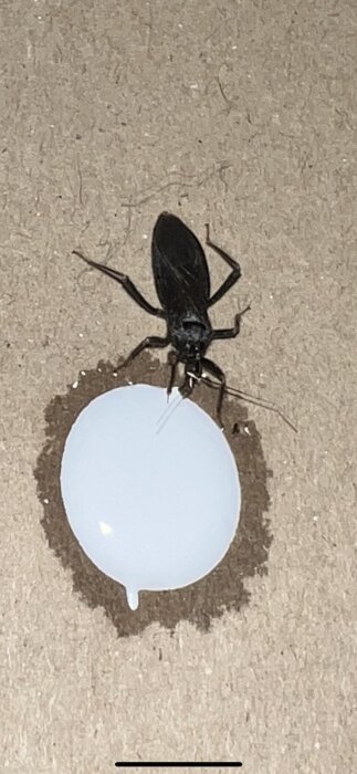 En stor svart insekt på en ljus yta bredvid en vit dropp.