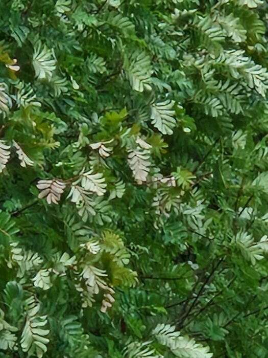 Gröna lövverk, växtlighet, tät vegetation, naturlig bakgrund, olika nyanser av grönt.