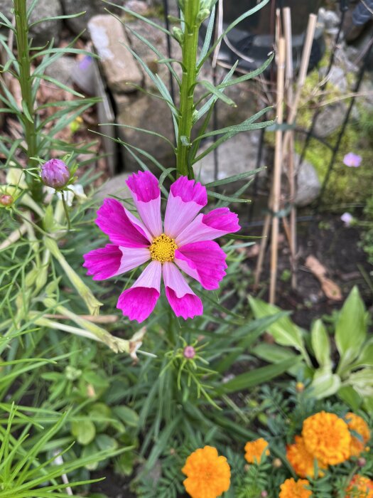 Rosa och vit kronbladig blomma med gul mitt, grönt bladverk, bakgrund med stenar och fler blommor.