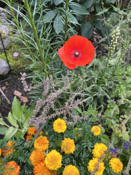 En röd vallmo framträder bland blandade, färgglada trädgårdsblommor och grönska.