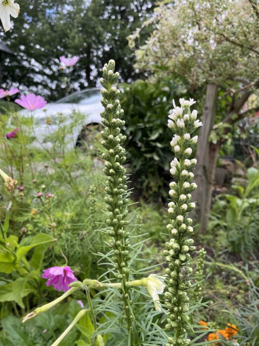 En trädgård med blommande vita blommor i förgrunden och suddiga gröna växter bakom.