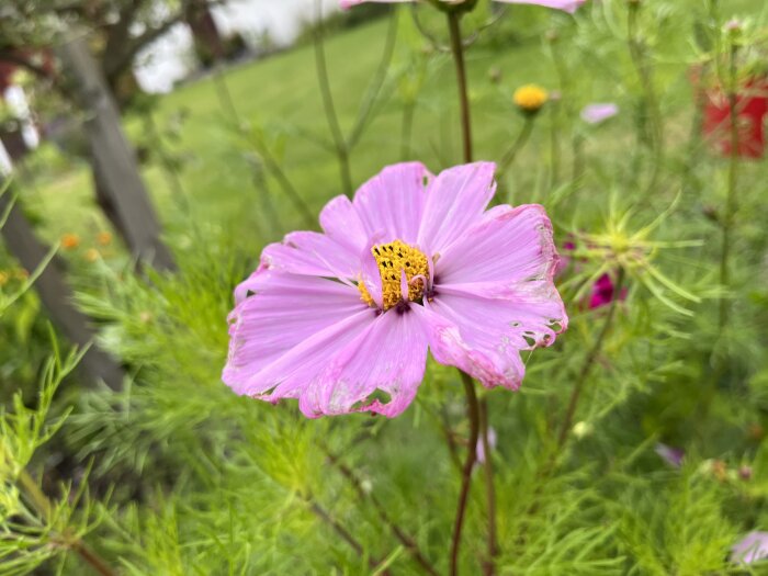 Rosa blomma med gula detaljer, gröna växter i bakgrunden, fuktiga kronblad, utomhus i dagsljus.