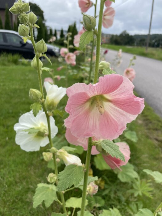 Ståtar med rosa och vita blommor vid en väg, oskarp bil och grönska i bakgrunden.