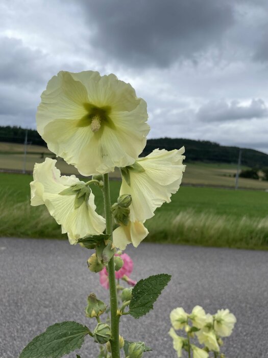 En stor, blekgul blomma i fokus med suddig bakgrund av landskap och molnig himmel.