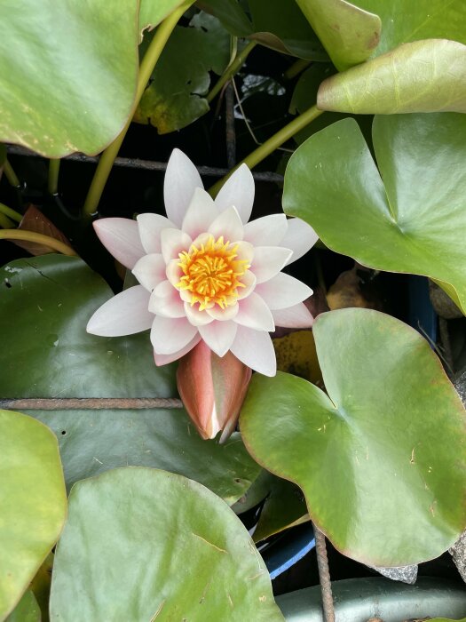 Näckros i blom bland gröna blad på vatten, rosa kronblad med gulorange mitt, naturlig skönhet, dagsljus.