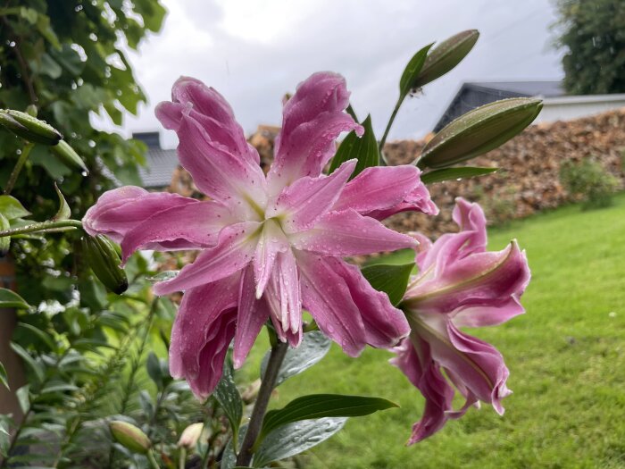 Rosa liljor med vattendroppar, gröna blad, suddig bakgrund av trädgård och byggnader.