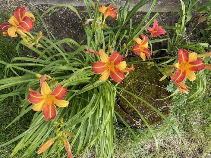 Ljusorange dagliljor med röda streck, gröna blad, mossbeklädd sten, gräsmatta.