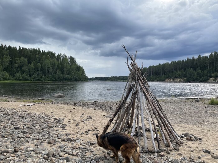 Klädstreck med grenar på stranden, mulet, hund, skog, flod, stenig strand, överhängande moln.