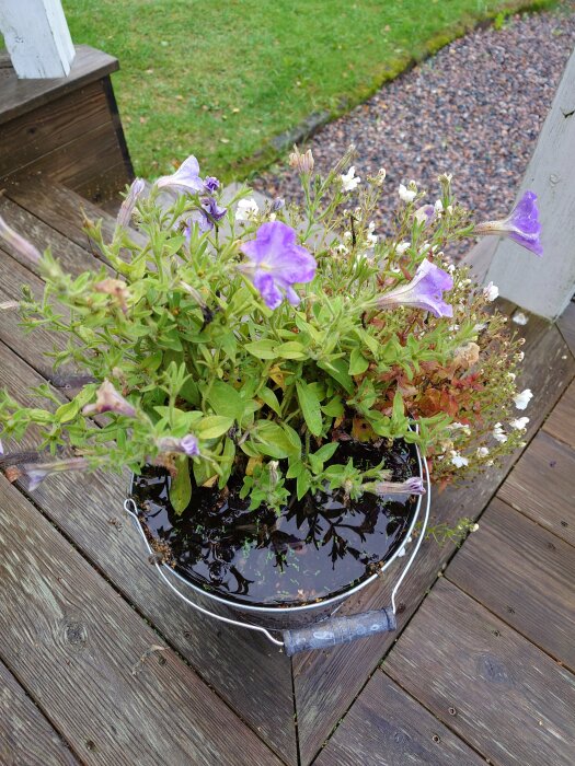 Blomkruka med lila blommor på trätrall, vattenfyllt efter regn, grön gräsmatta i bakgrunden.
