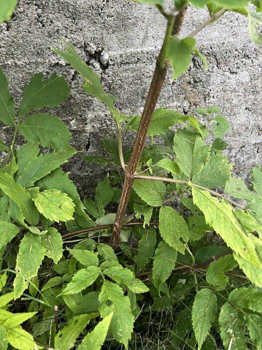 Gröna blad, växtlighet framför grå betongvägg, naturliga texturer och färger.