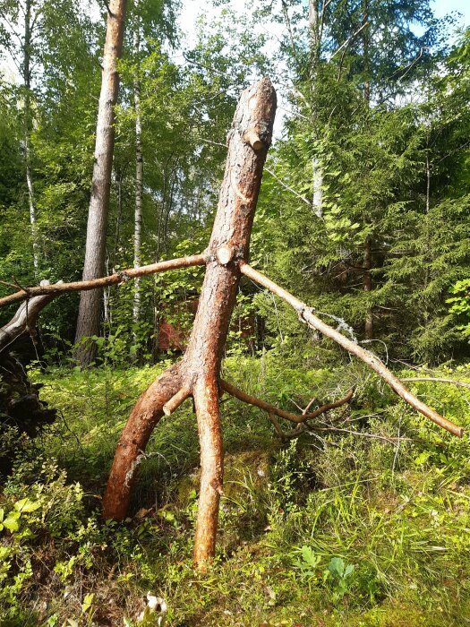 Trädgrenar bildar figur liknande mytologisk ent i skogsmiljö under solig dag.