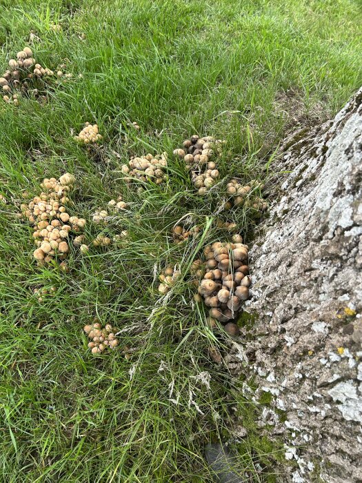 Svampgrupper i gräset vid trädstam, naturligt ljus, dagtid, utomhus på en äng.