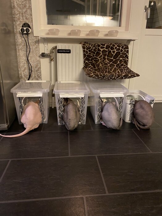 Fyra nakna sphynxkatter äter vid skålar på rad, en hemtrevlig inredning i bakgrunden.