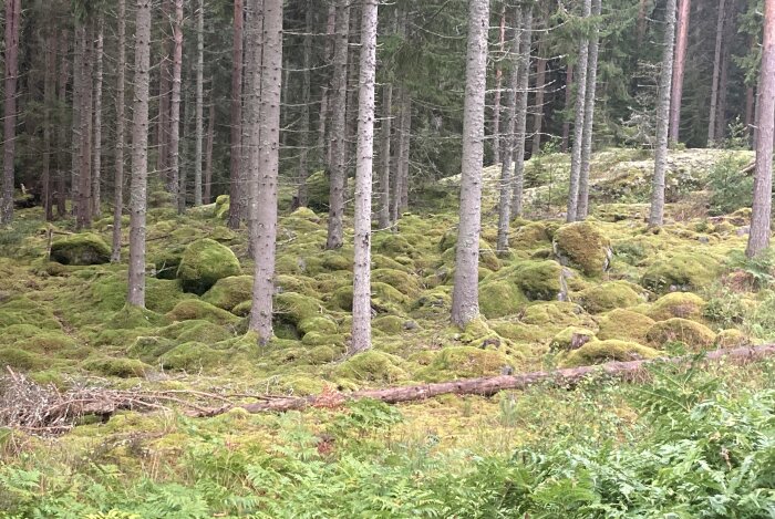Tät skog, mjukt grönt mossa, steniga kullar, tallstammar, avfallna grenar, vild, orörd natur, dämpade färger.