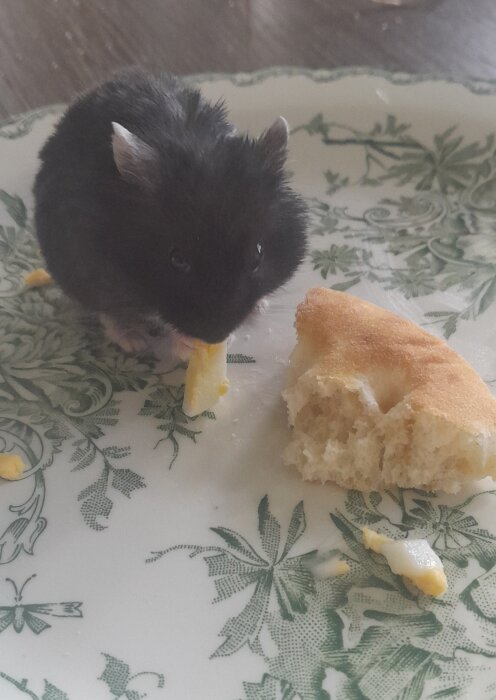 Svartvit hamster äter ostbit, vid bröd, på mönstrad tallrik.