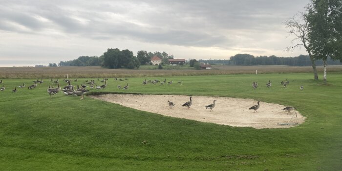 Golfbana med gäss, sandbunker, grönt gräs, träd, hus i bakgrunden, mulet väder.