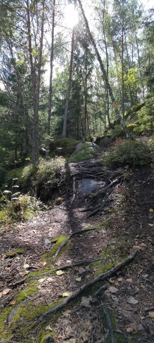 Skogsväg, stenar, mossa, träd, solljus, natur, vildmark, vandring, friluftsliv, skugga, dagsljus, grönska, utomhus.