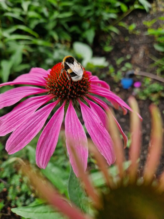 Humla på röd och rosa blomma, grönt suddigt bakgrund, närbild, natur, pollinering, sommar, Echinacea purpurea.