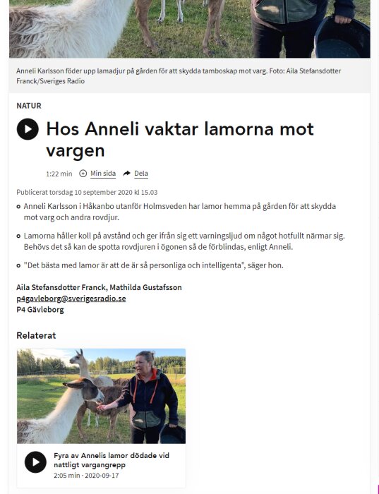 Artikel om lamauppfödare som använder lamor för skydda boskap mot varg. Bild på kvinna och lamor på gård.